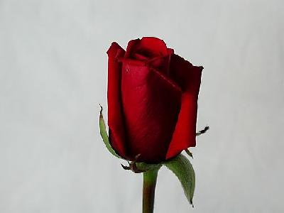 Photo Rose 57 Flower