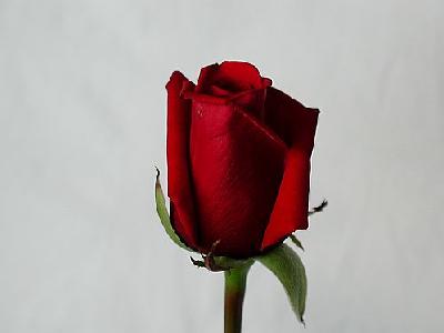 Photo Rose 59 Flower