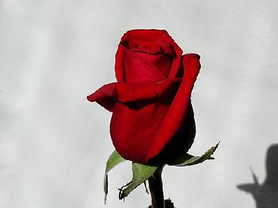 Photo Rose 6 Flower