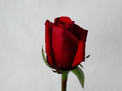 Photo Rose 61 Flower