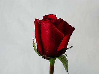 Photo Rose 65 Flower