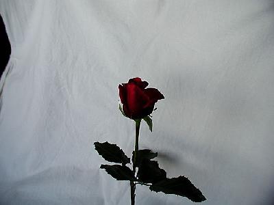 Photo Rose 68 Flower