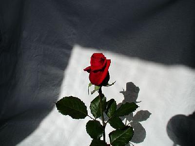 Photo Rose 7 Flower