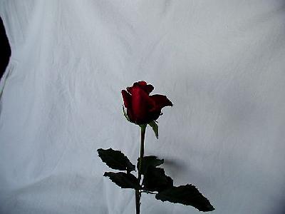 Photo Rose 70 Flower