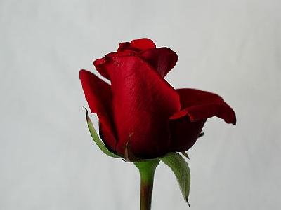 Photo Rose 75 Flower