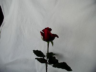 Photo Rose 76 Flower