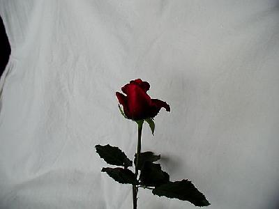 Photo Rose 78 Flower