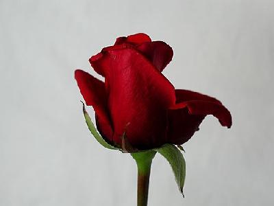 Photo Rose 79 Flower