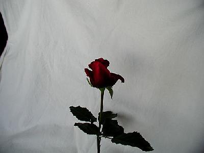 Photo Rose 80 Flower