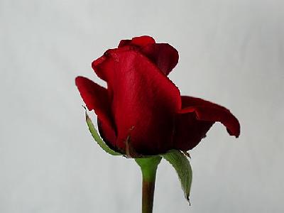 Photo Rose 81 Flower