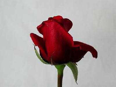 Photo Rose 83 Flower