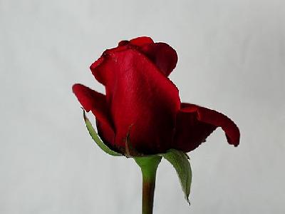 Photo Rose 87 Flower