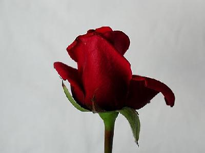 Photo Rose 89 Flower