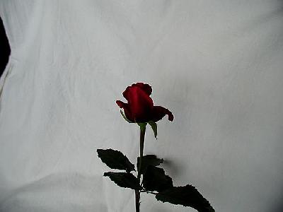 Photo Rose 92 Flower