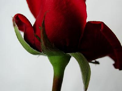 Photo Rose 95 Flower