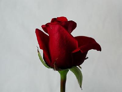 Photo Rose 97 Flower