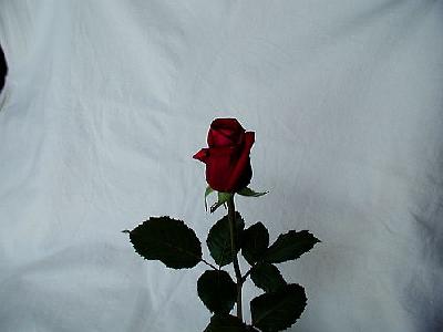 Photo Rose 23 Flower