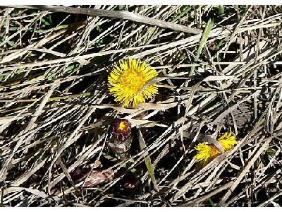 Photo Coltsfoot 2 Flower