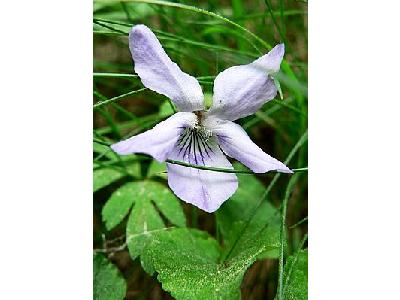 Photo Common Dog Violet Flower