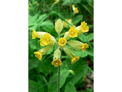 Photo Cowslip Flower