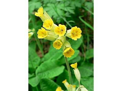 Photo Cowslip 2 Flower