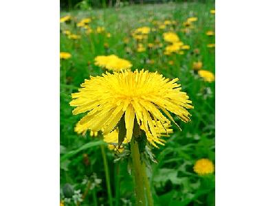 Photo Dandelion 2 Flower