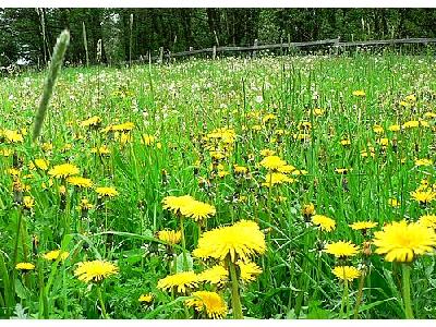 Photo Dandelion Field Flower