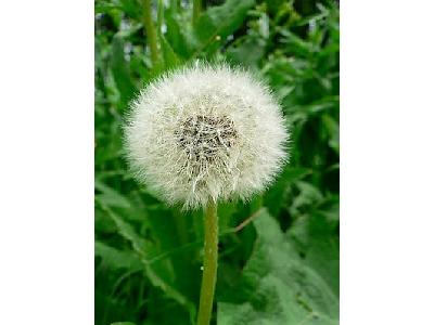 Photo Dandelion Seed Flower