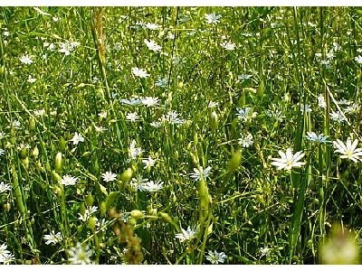 Photo Field Of White Daisys Flower