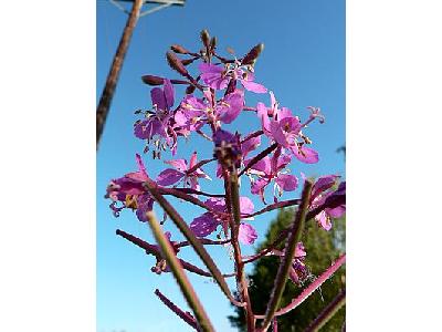 Photo Fireweed Flower