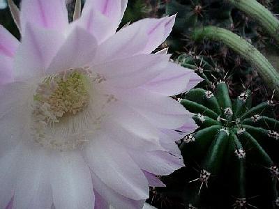 Photo Flowering Cactus Flower