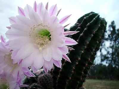 Photo Flowering Cactus 2 Flower