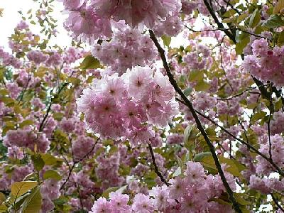 Photo Flowering Tree Flower