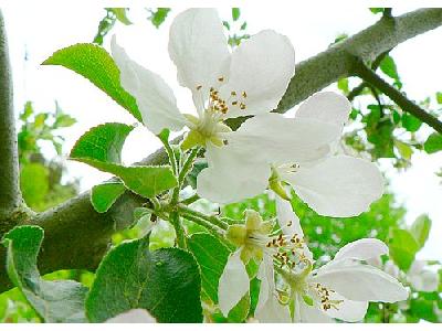 Photo Flowering Tree 2 Flower