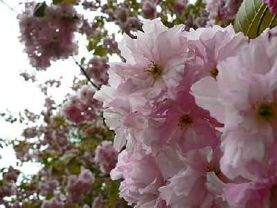 Photo Flowering Tree 3 Flower