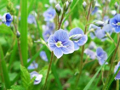 Photo Germander Speedwell Flower