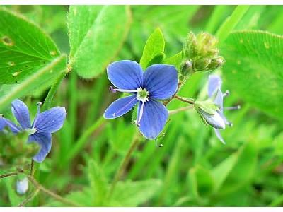 Photo Germander Speedwell 2 Flower