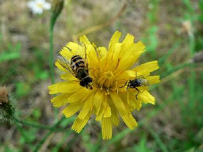 Photo Insects On Yellow Flower Flower