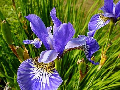 Photo Iris Blue Flower