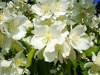 Photo Jasmine Bush Flower