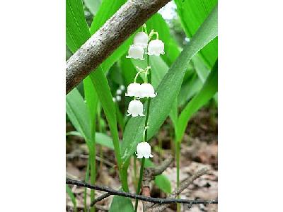 Photo Lily Of The Valley Flower