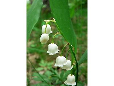 Photo Lily Of The Valley 2 Flower