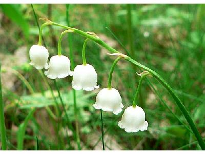 Photo Lily Of The Valley 3 Flower