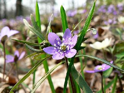 Photo Liverleaf Flower