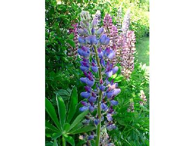 Photo Lupine Blue Flower