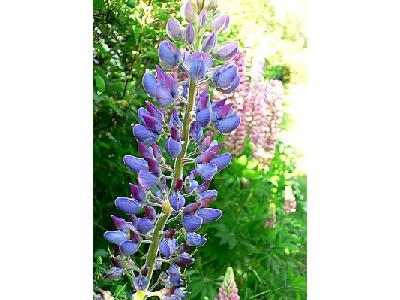 Photo Lupine Blue 2 Flower