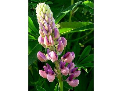 Photo Lupine Pink Flower