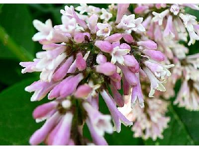 Photo Lupine Pink 2 Flower