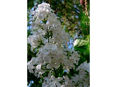 Photo Lupine White Flower