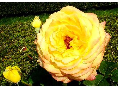 Photo Peer Gynt Roses Yellow Flower